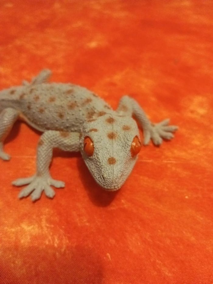 Lézard gekko - photo numéro 2