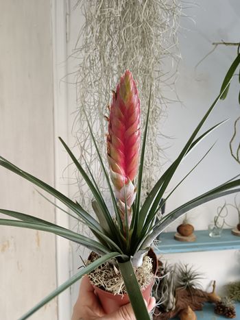 Tilandsia