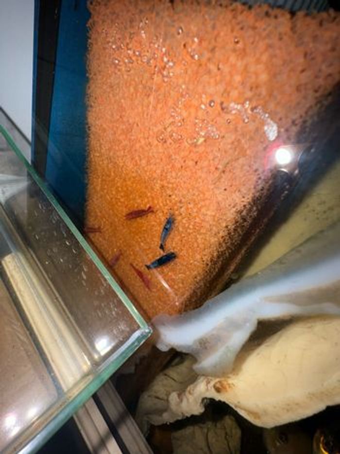 Aquarium crevette - photo numéro 2