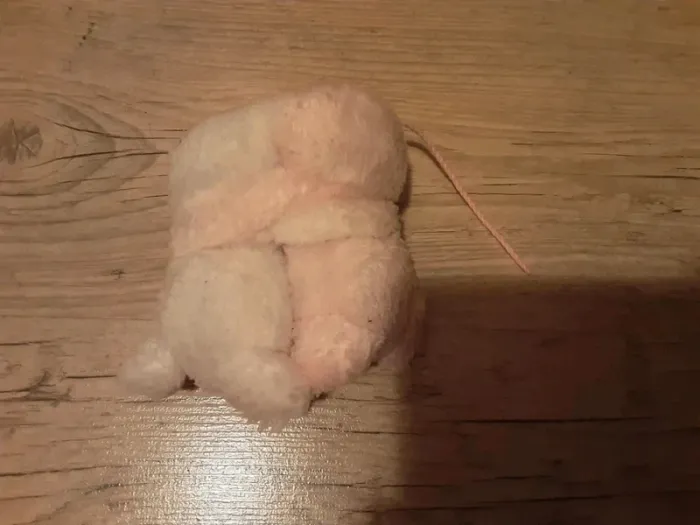 Couple de souris - photo numéro 4