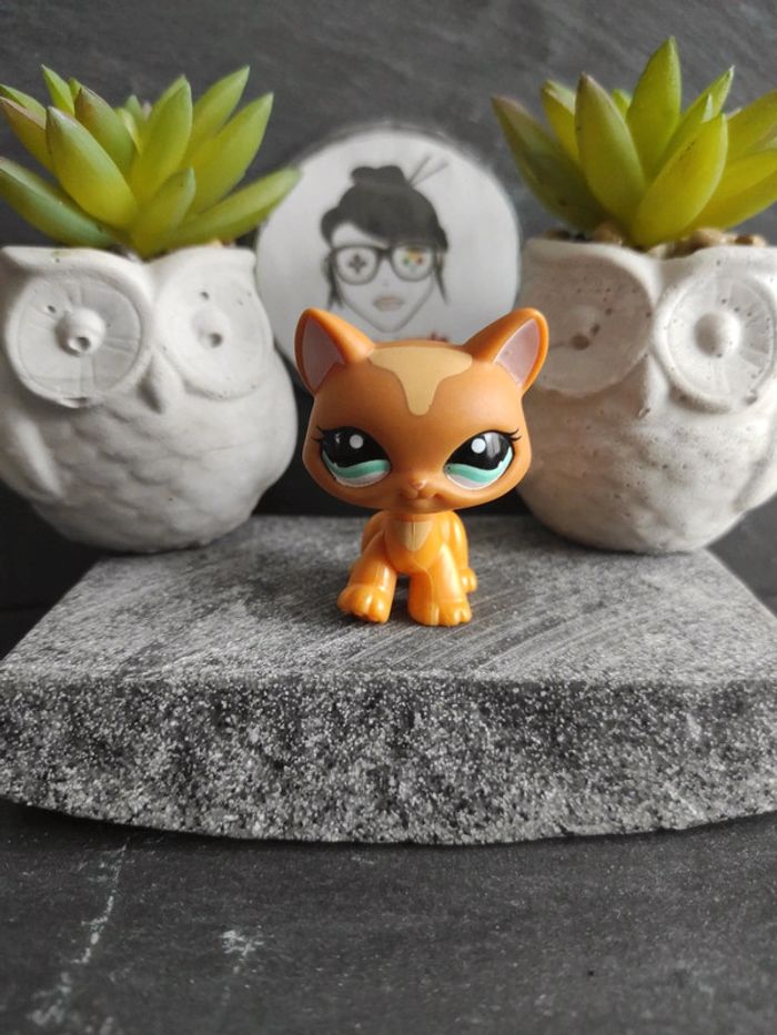 Littlest Petshop LPS Pet Shop chat main coon 1100 cat maincoon #geektradelpschat