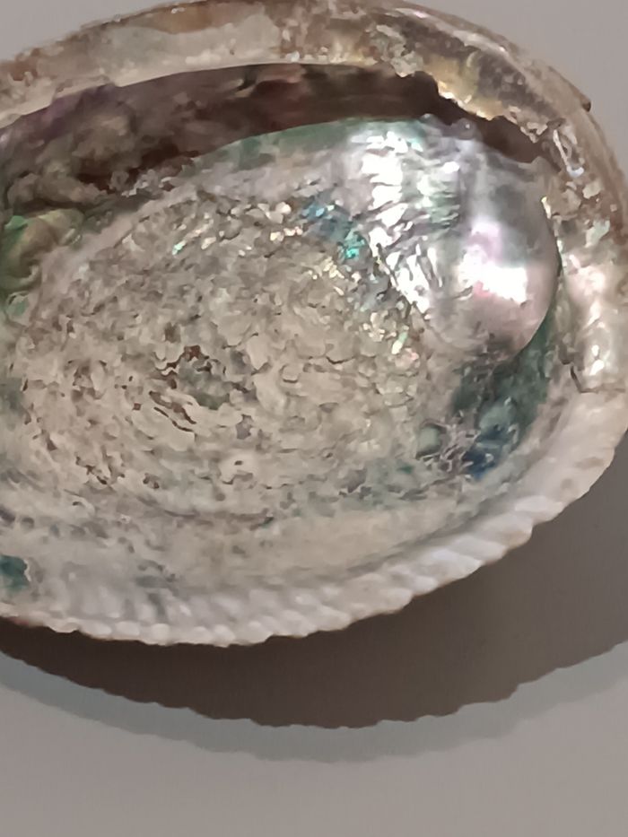 Ormeau - photo numéro 8