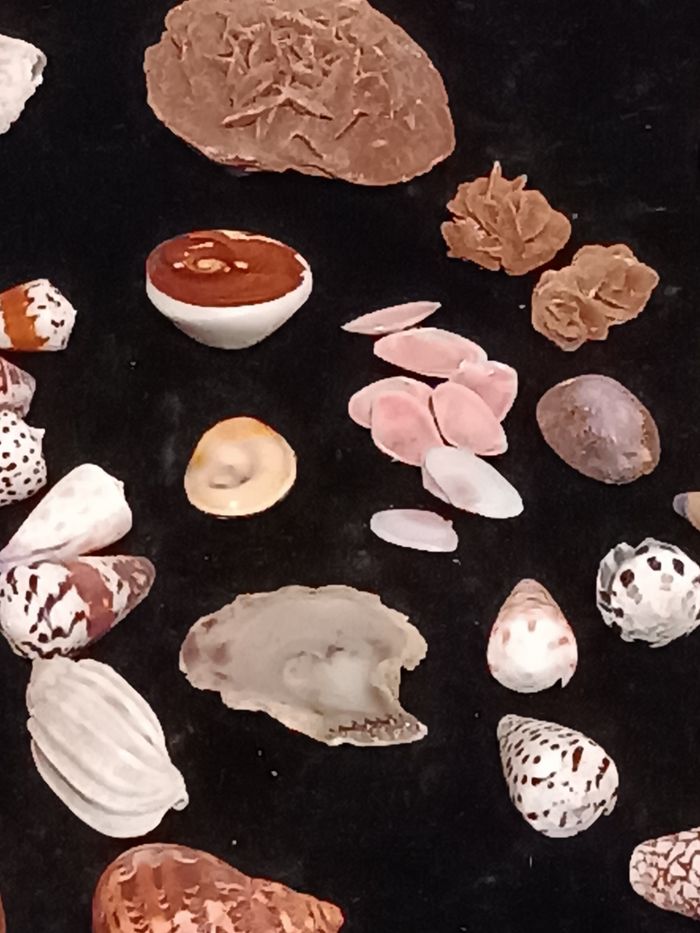 Coquillages  Ste Lucie rose des sables - photo numéro 7