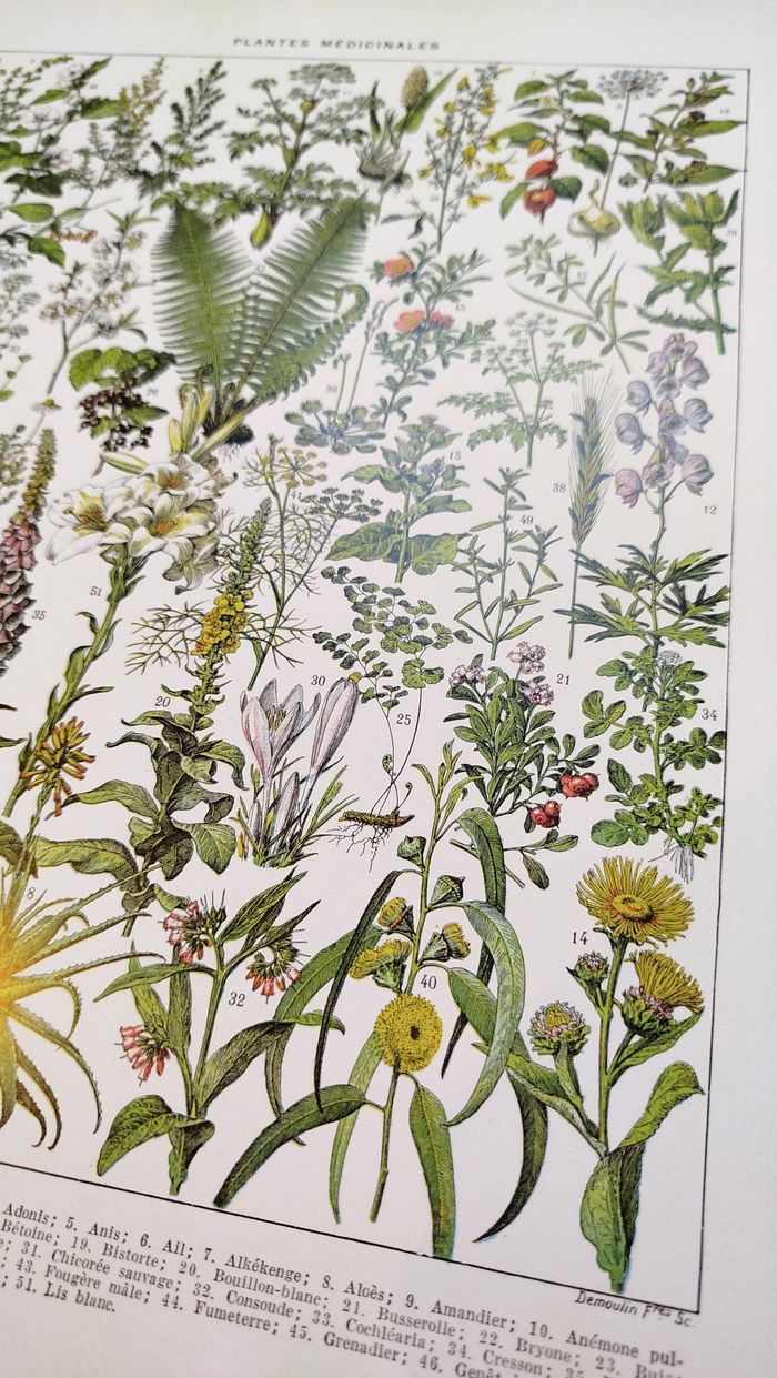 Affiche sur les plantes médicinales "absinthe", d'après une lithographie de 1928 - photo numéro 7