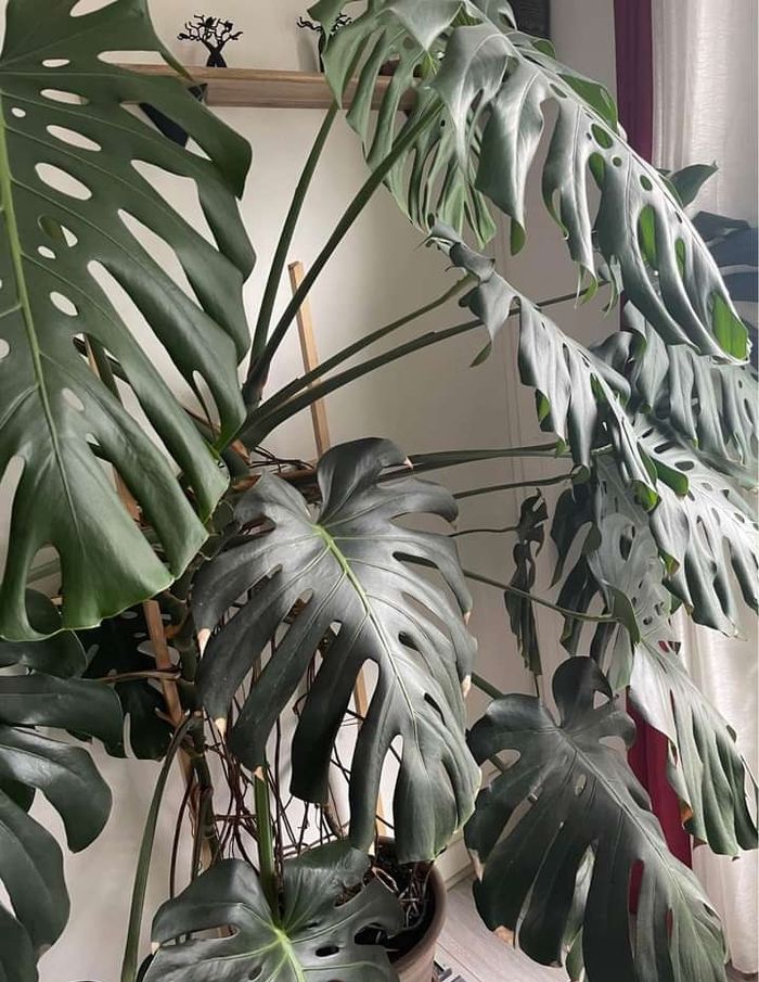 Monstera - photo numéro 2