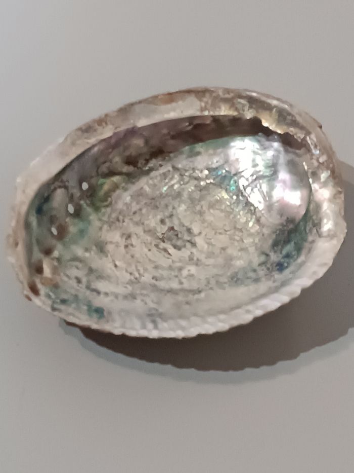 Ormeau - photo numéro 7