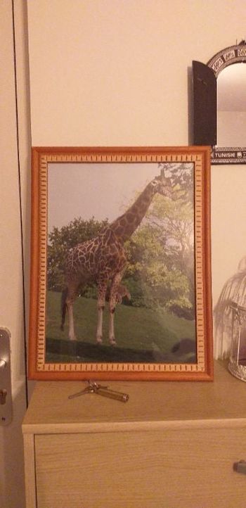 Cadre en bois avec photo girafe