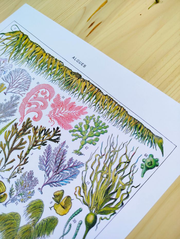 🌿 Affiche sur les algues, d'après une lithographie de 1928 - photo numéro 7