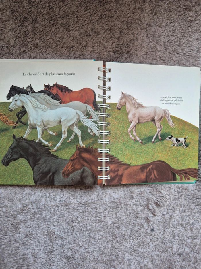 Livre mes premières découvertes Le cheval - photo numéro 2