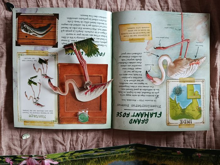 Livre sur les oiseaux exotiques - photo numéro 4