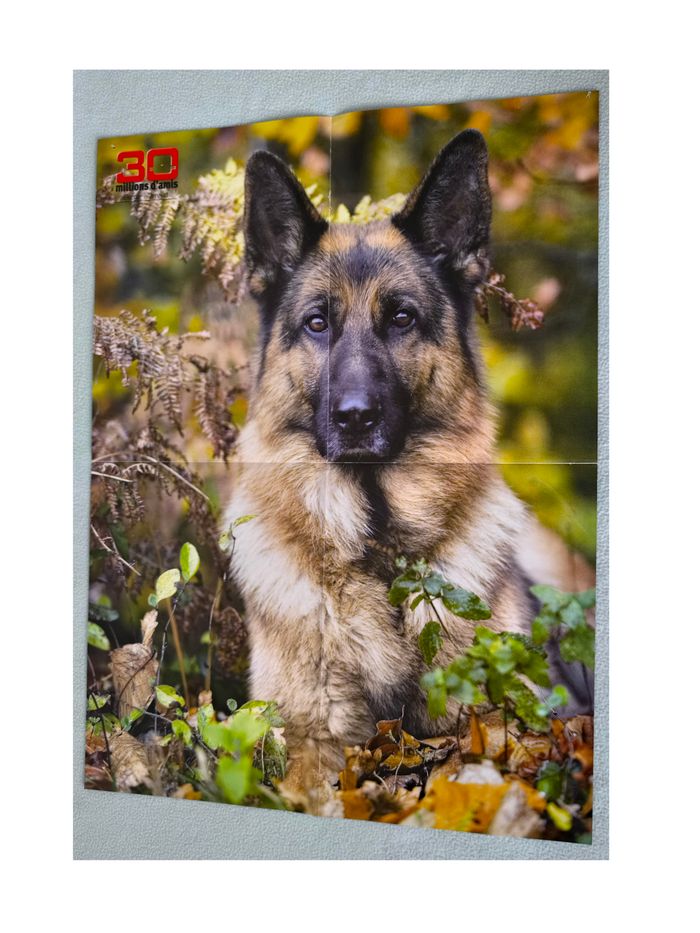 Poster oiseaux / chien. - photo numéro 2