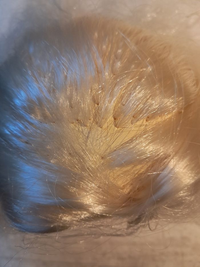 Tête à coiffer Elsa Reine des neiges Disney - photo numéro 7