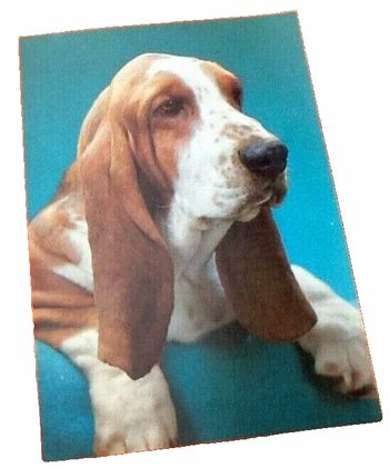 Carte postale Chien (Basset) Editions Wikingo Barcelone