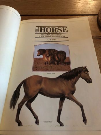 The horse  jane kidd