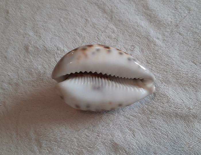 Coquillage - photo numéro 8