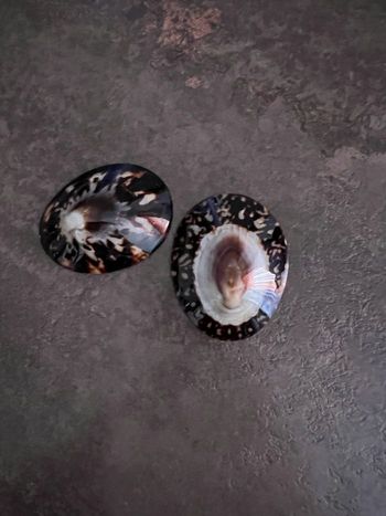 Coquillage allaitement