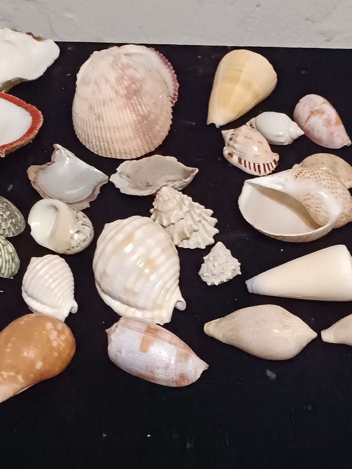 Lot de différents coquillages - photo numéro 4