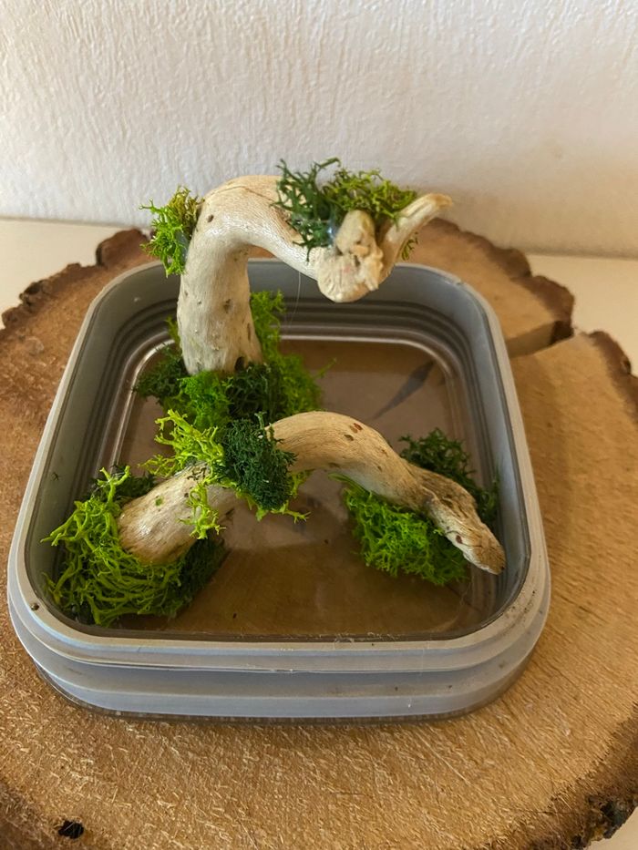 Terrarium phidippus - photo numéro 3