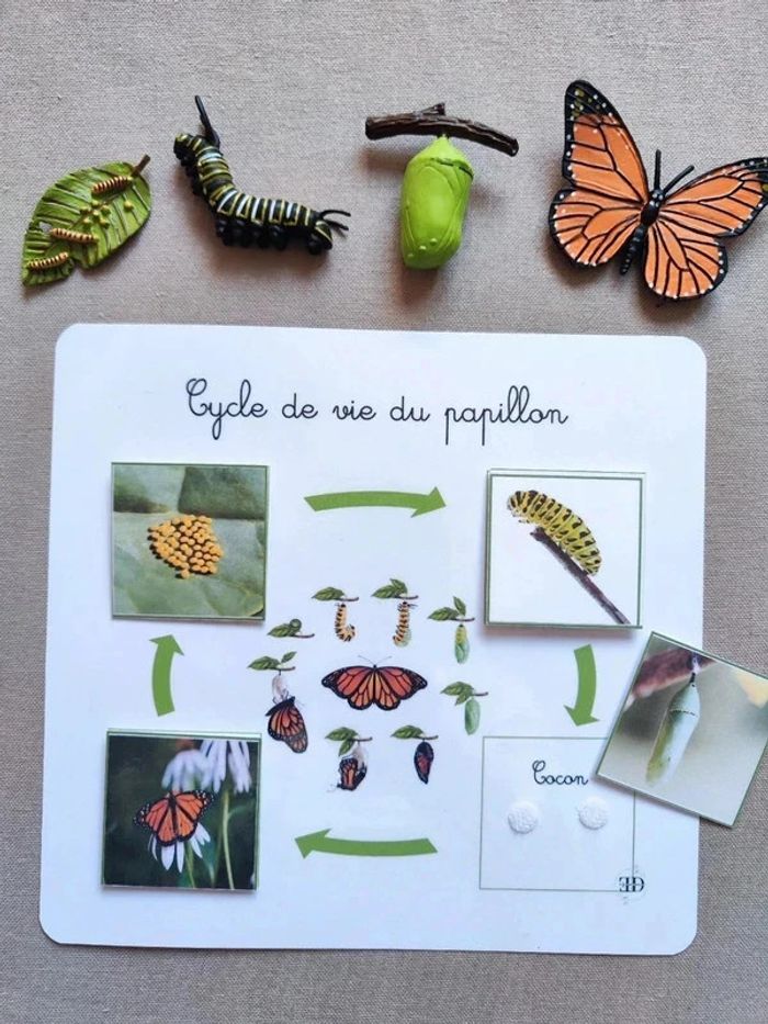Kit cycle de vie d'un papillon Montessori - photo numéro 3