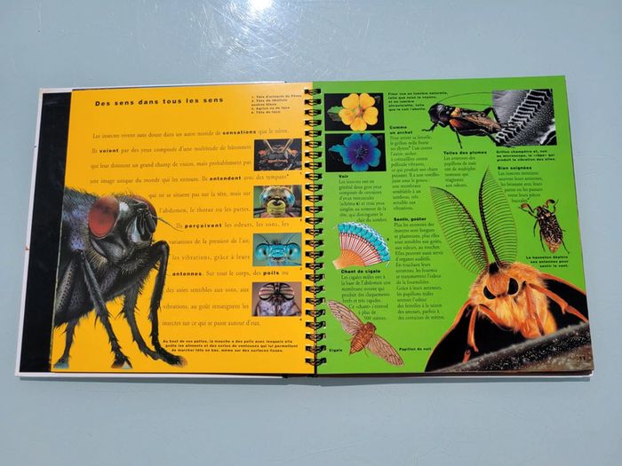 🦗 Mille Milliards d'insectes 🪳livre animé Gallimard Jeunesse (73) - photo numéro 6