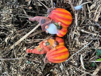 Couple de lutin gnome des forêt sur Citrouille
