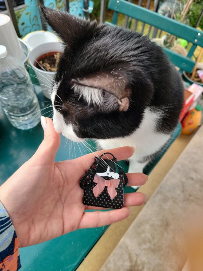 chat dans un sac - photo numéro 6