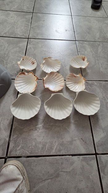 Coquillage 