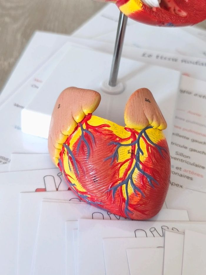 Kit anatomie du coeur - photo numéro 6