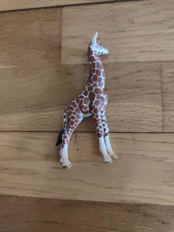 Girafe - photo numéro 2