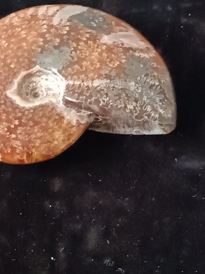 Ammonite polie - photo numéro 6
