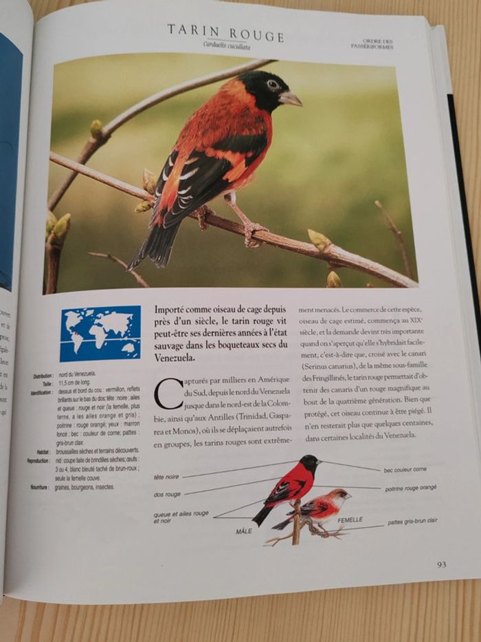 Les plus beaux oiseaux du monde 🦜 - photo numéro 6