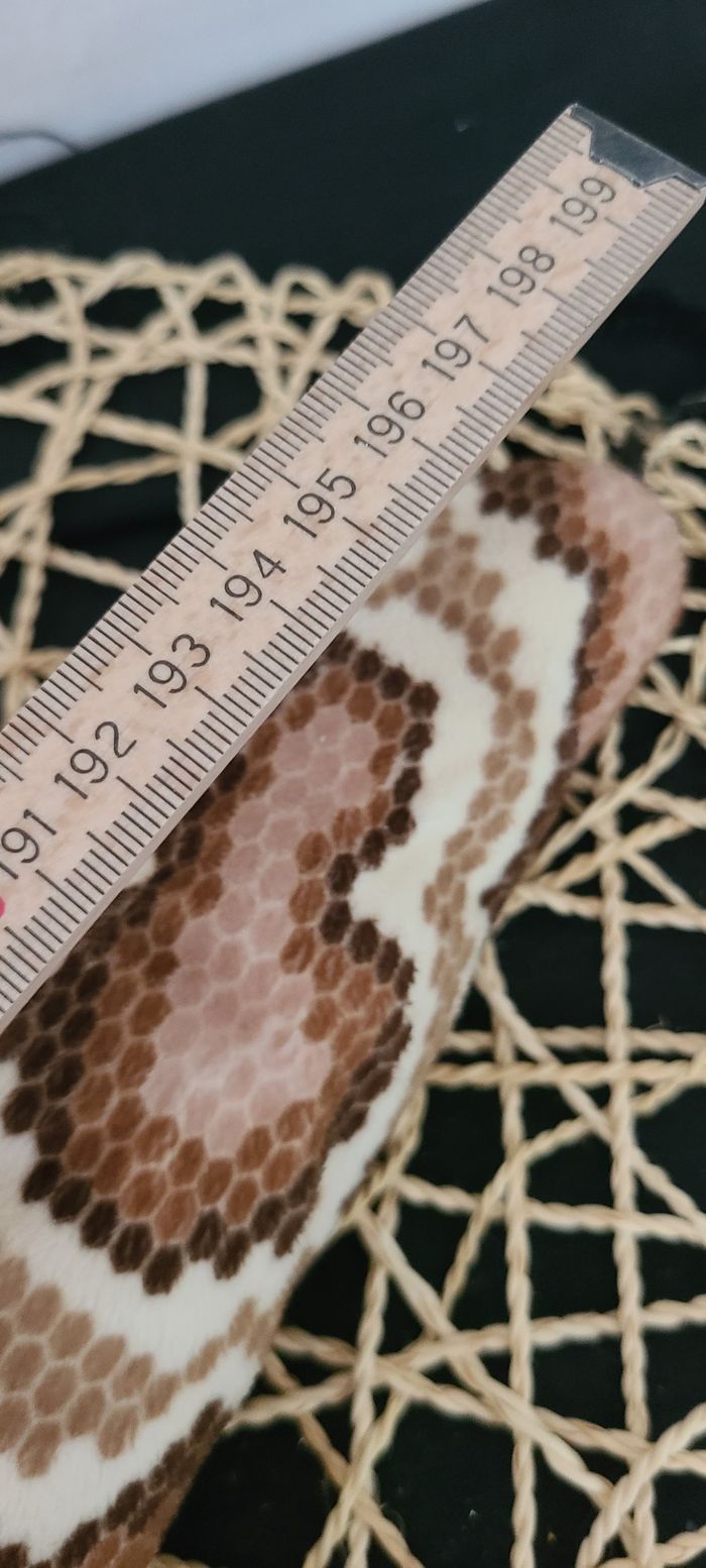 Ikea Djungelskog Birman Python Serpent Peluche Animal Marionnette - photo numéro 2