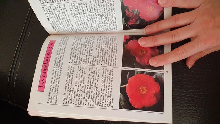 Livre " Camélias " Guide du jardin, de Kenneth A.Beckett - photo numéro 10