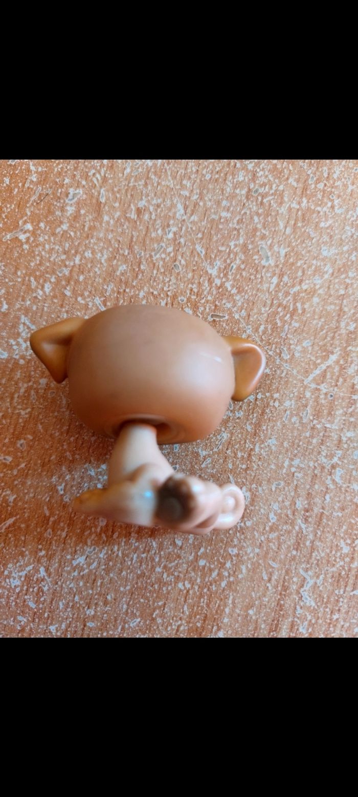 Pet shop chien carlin - photo numéro 2