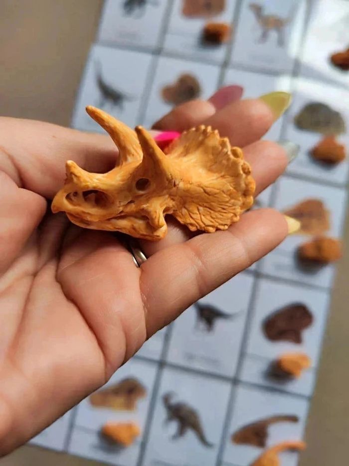 Kit nomenclatures des dinosaures avec crânes Montessori - photo numéro 7