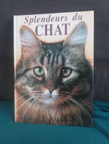 Splendeurs du chat