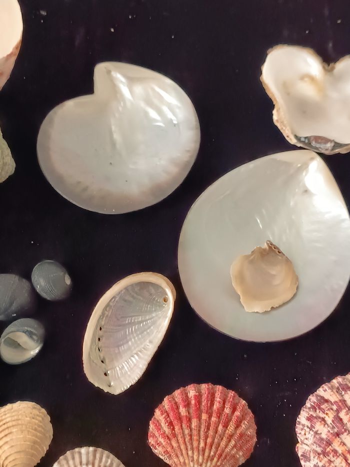 Nacre et autres coquillages - photo numéro 7