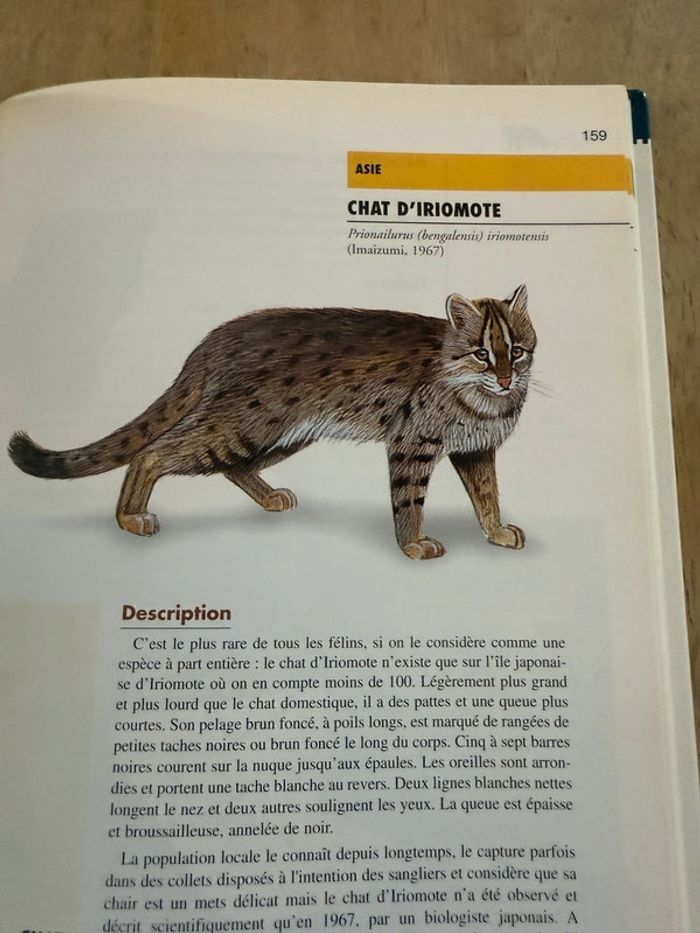 Bibliothèque du naturaliste encyclopédie livre rare Les félins Robert Dallet panthères wwf - photo numéro 8