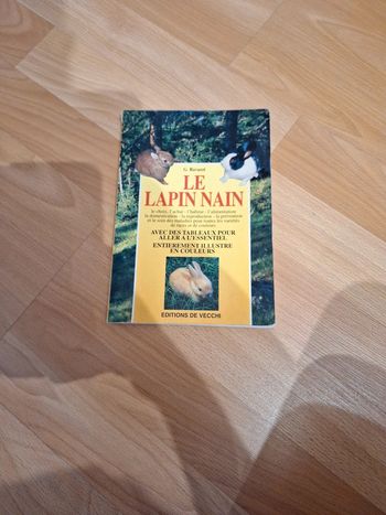 Le lapin nain
