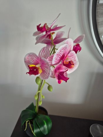 Orchidée de décoration