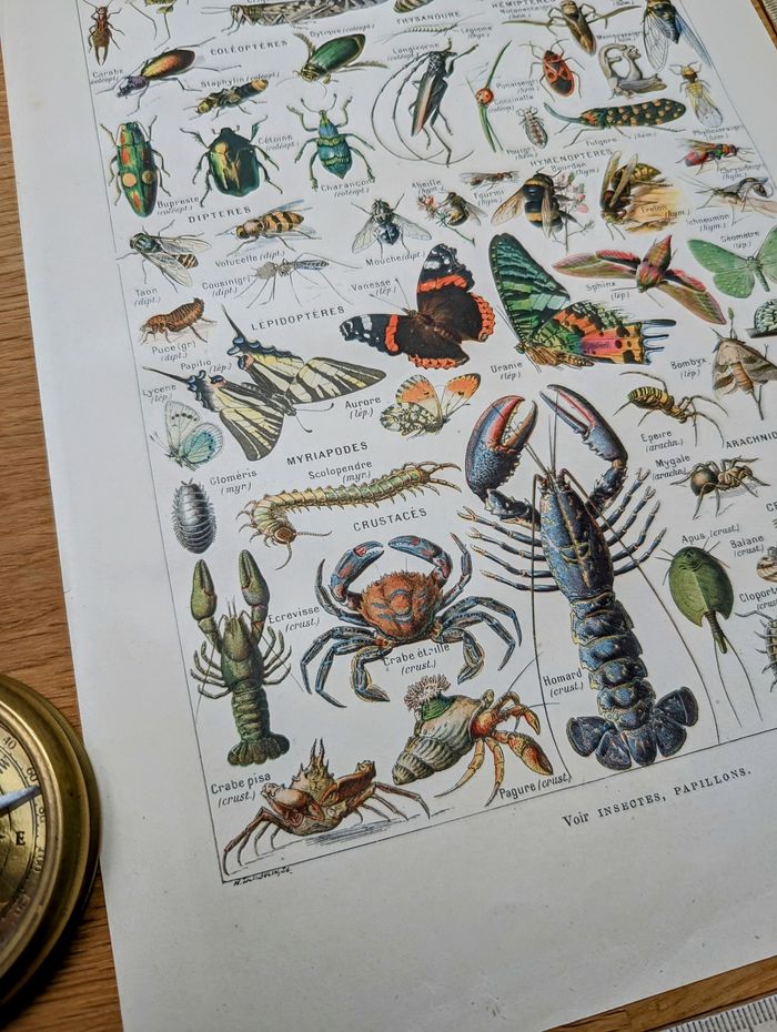 Imprimée en 1929, Les Arthropodes. Original Vintage Authentique. - photo numéro 7