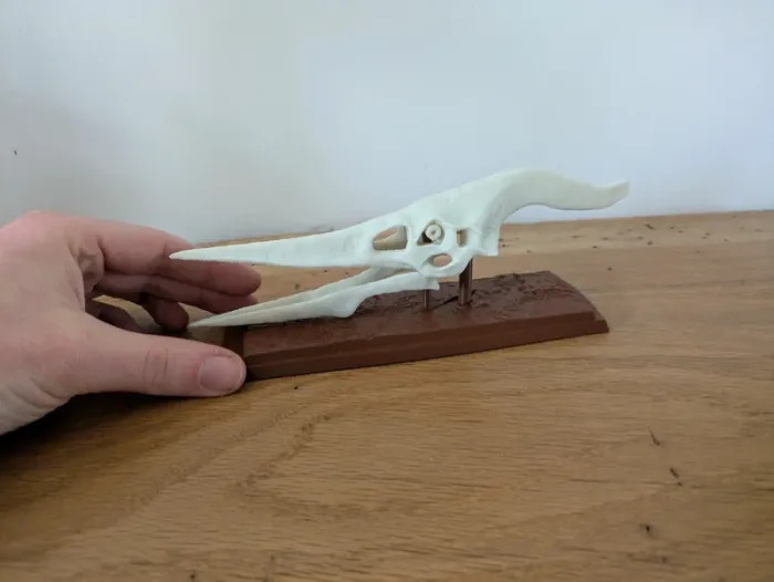 Crâne de ptéranodon sur socle - photo numéro 19