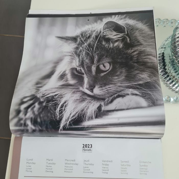 Calendrier chats 2023 - photo numéro 4