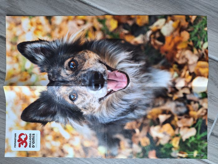 poster 30 millions d'amis chat chien