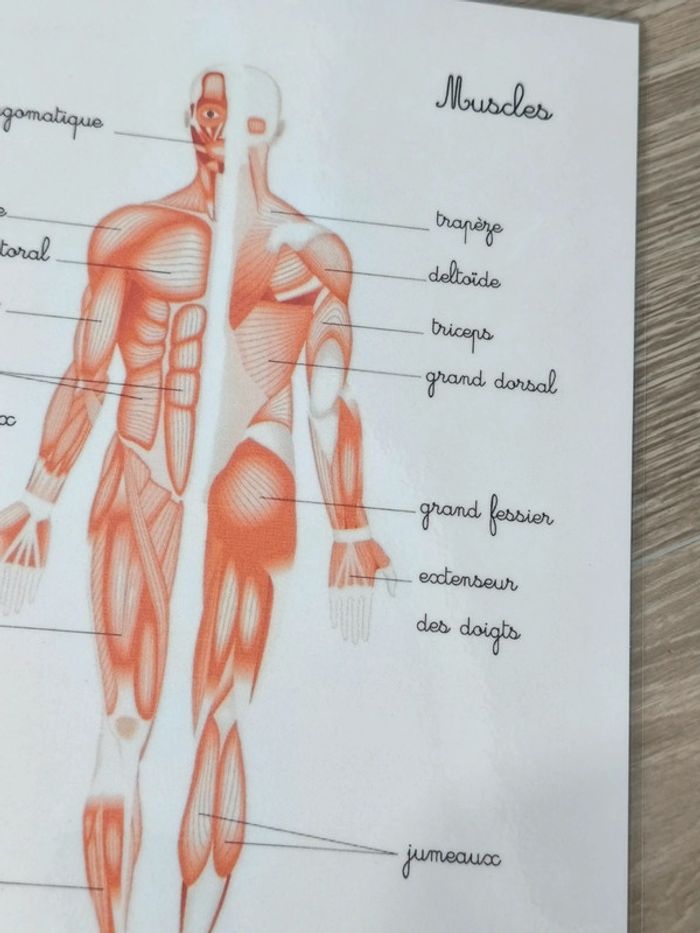 Fiche A4 des muscles du corps humain - photo numéro 3