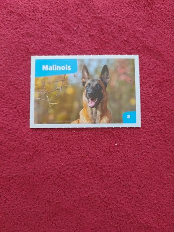 Carte nos amies les bêtes