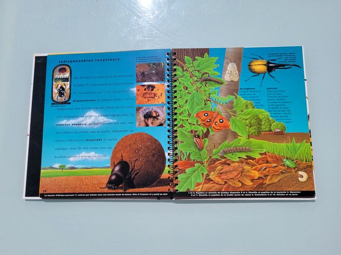 🦗 Mille Milliards d'insectes 🪳livre animé Gallimard Jeunesse (73) - photo numéro 13