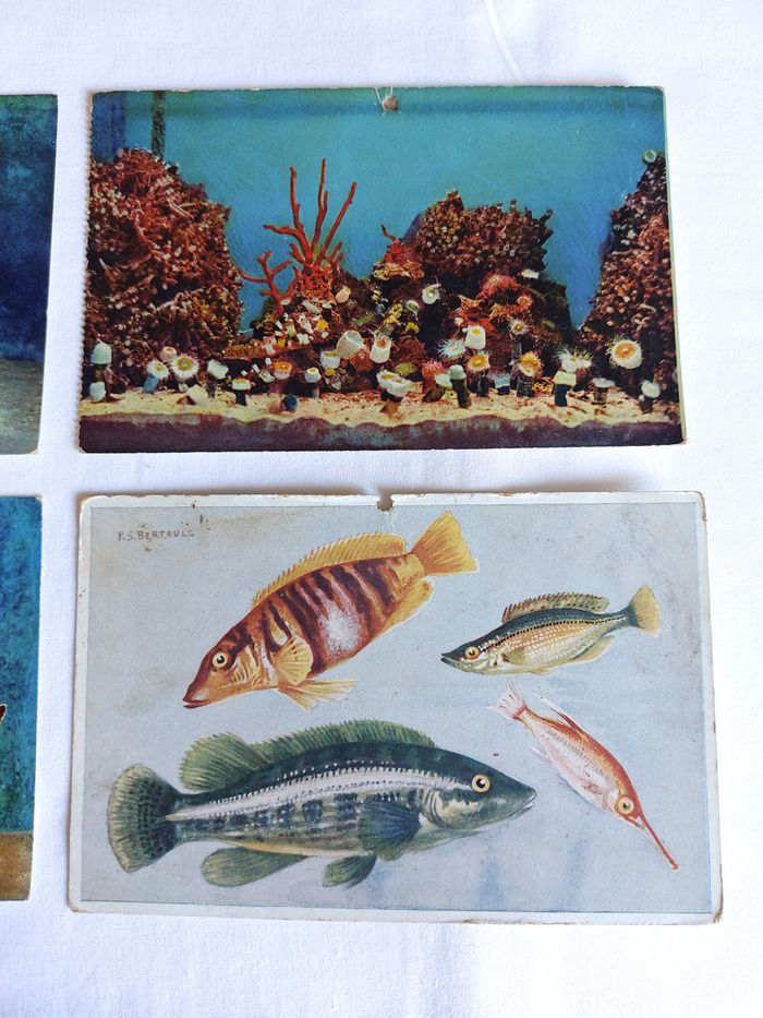 Lot 4 Cartes postales anciennes CPA Aquarium de Monaco dont une PS Bertault - photo numéro 3
