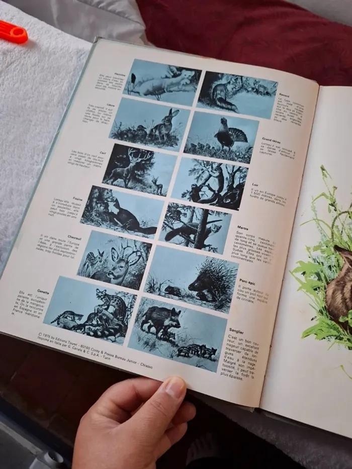 Magnifique livre pour jeune enfant sur les Animaux de la foret - photo numéro 7