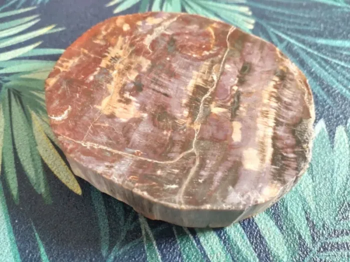 Belle tranche de bois fossilisé - photo numéro 5